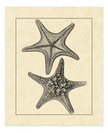 Framed Antique&amp;Deckle Vintage Starfish II Print