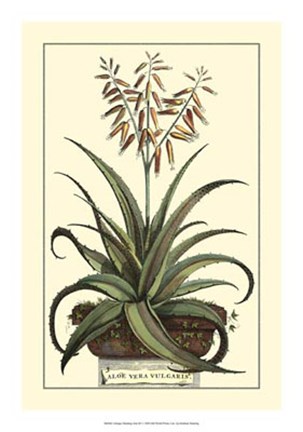 Framed Antique Munting Aloe III Print