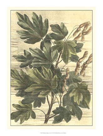 Framed Weathered Maple Leaves I Print