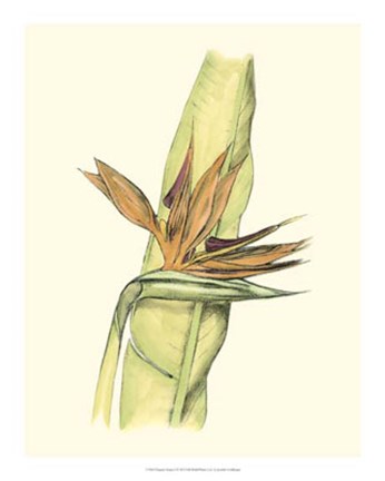 Framed Elegant Tropics I Print