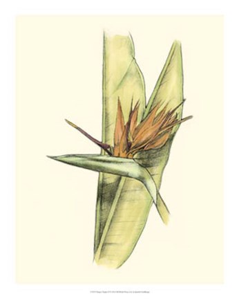 Framed Elegant Tropics II Print