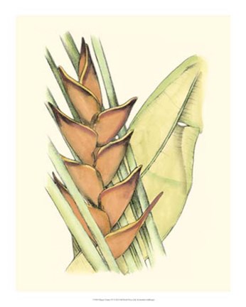 Framed Elegant Tropics IV Print