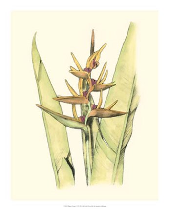 Framed Elegant Tropics VI Print