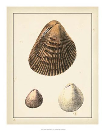 Framed Antique Diderot Shells II Print