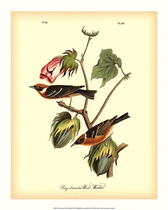 Framed Bay Breasted Wood-Warbler Print