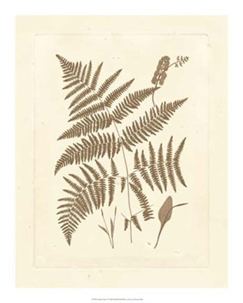 Framed Sepia Ferns I Print