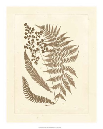 Framed Sepia Ferns III Print