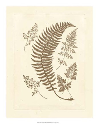 Framed Sepia Ferns IV Print