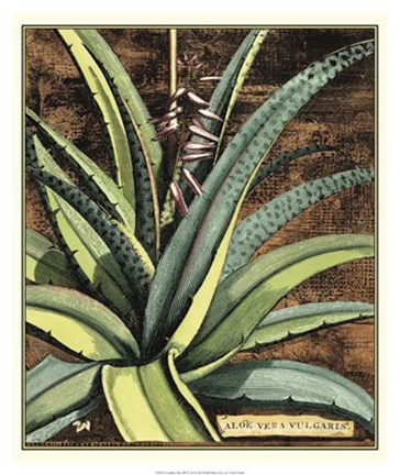 Framed Graphic Aloe III Print
