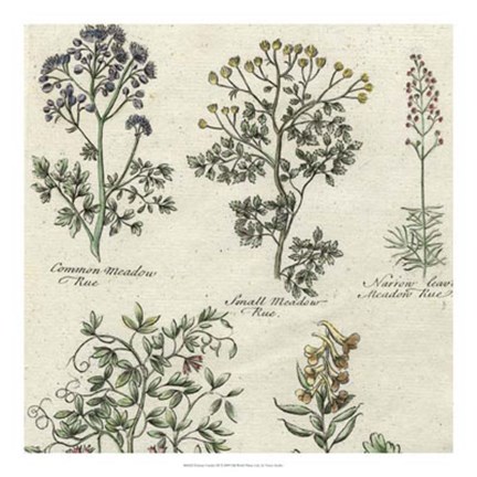 Framed Delicate Garden III Print