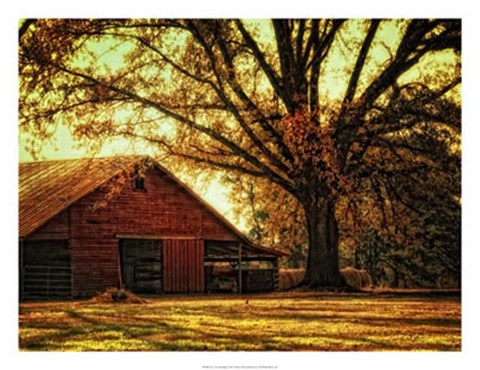 Framed Last Tree Standing Print