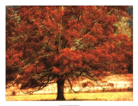 Framed Autumn Oak I Print
