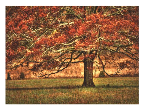 Framed Oak in the Cove Print