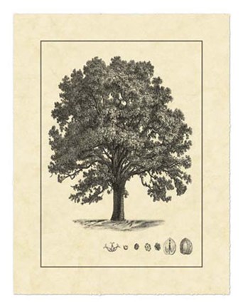 Framed Vintage Tree I Print