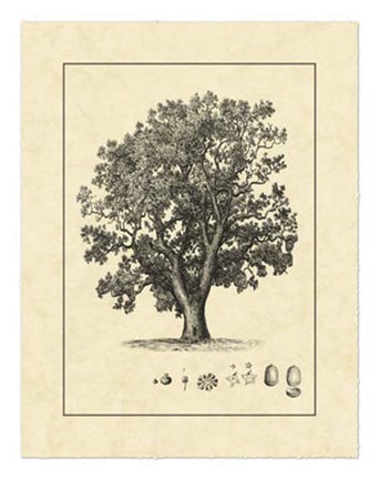 Framed Vintage Tree II Print