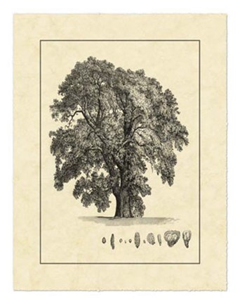 Framed Vintage Tree IV Print