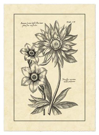 Framed Vintage Besler I Print