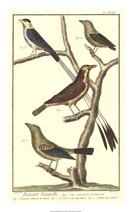 Framed Bird Family I Print