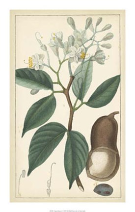 Framed Tropical Infusion I Print