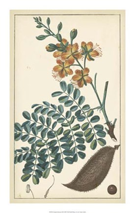 Framed Tropical Infusion III Print