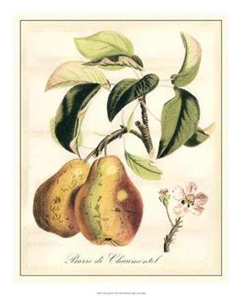 Framed Tuscan Fruits IV Print