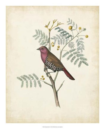 Framed Delicate Birds II Print