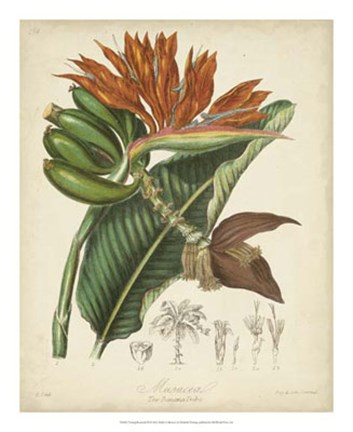 Framed Botanicals III Print
