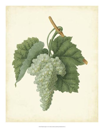 Framed Plantation Grapes II Print