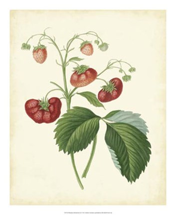 Framed Plantation Strawberries II Print