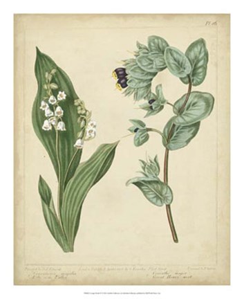 Framed Cottage Florals IV Print