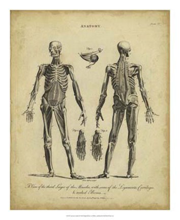 Framed Anatomy Study II Print