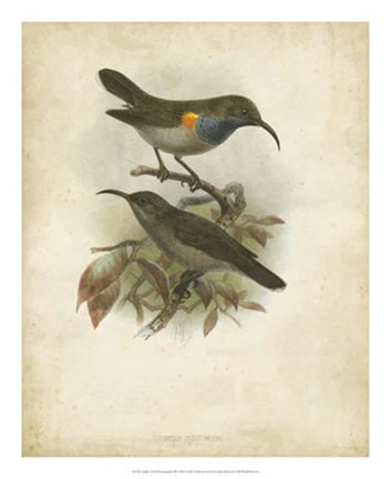 Framed Antique Gould Hummingbird III Print