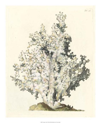 Framed Antique Coral I Print