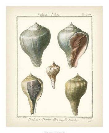 Framed Volute Shells, Pl.390 Print