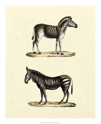 Framed Animal Studies I Print