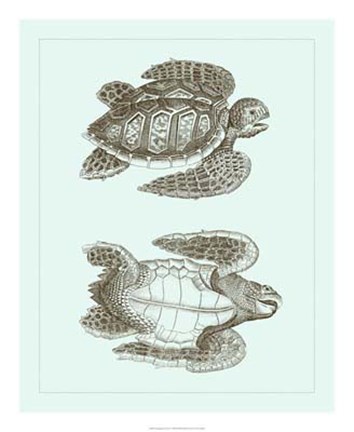 Framed Loggerhead Turtles I Print