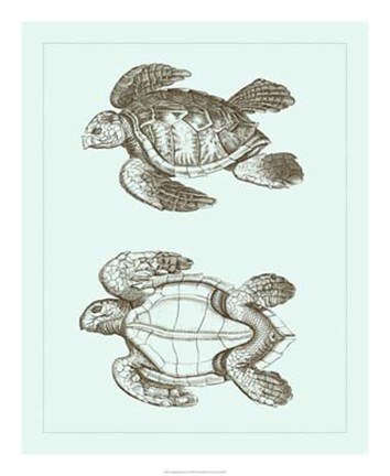 Framed Loggerhead Turtles II Print