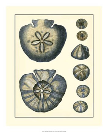 Framed Antique Blue Sanddollar Print
