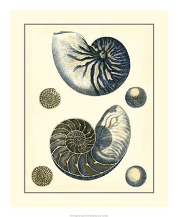 Framed Antique Blue Nautilus Print