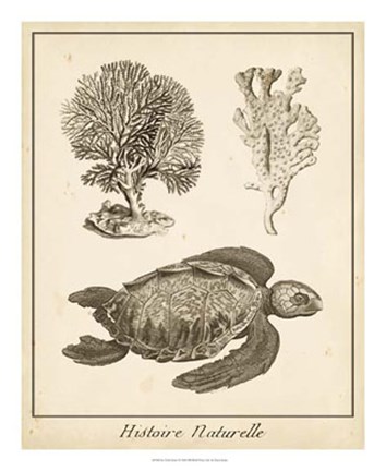 Framed Sea Turtle Study I Print