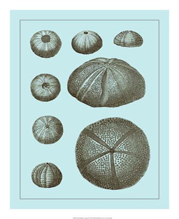 Framed Tinted Shells on Aqua II Print