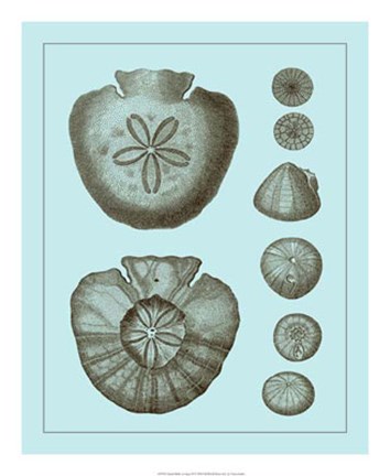 Framed Tinted Shells on Aqua III Print