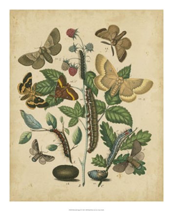 Framed Butterfly Stages II Print