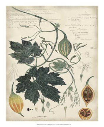 Framed Botanical by Descube I Print