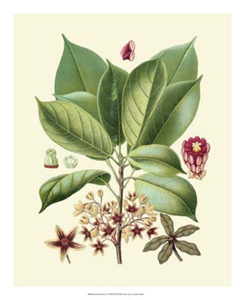 Framed Botanical Glory I Print