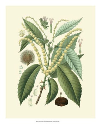 Framed Botanical Glory II Print