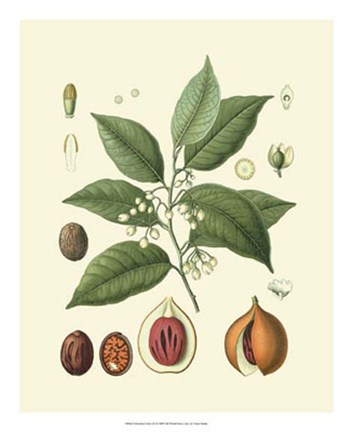 Framed Botanical Glory III Print