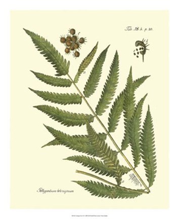Framed Antique Fern II Print