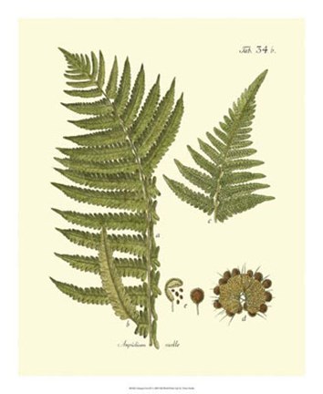 Framed Antique Fern III Print