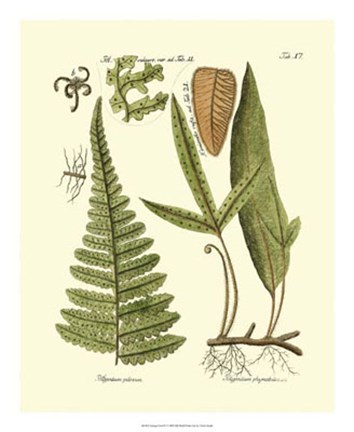 Framed Antique Fern IV Print